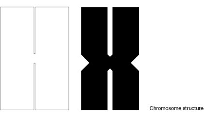 chromosome-structure